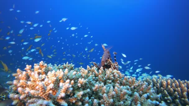 Pesce leone subacqueo e pesce arancio verde blu — Video Stock