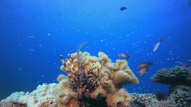 Pescado león submarino y coral blando — Vídeos de Stock