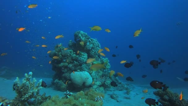 Víz alatti trópusi élet — Stock videók