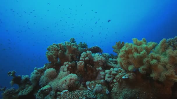 Undervattens scen korallrev — Stockvideo