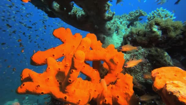 Esponja vermelha subaquática e peixes coloridos — Vídeo de Stock