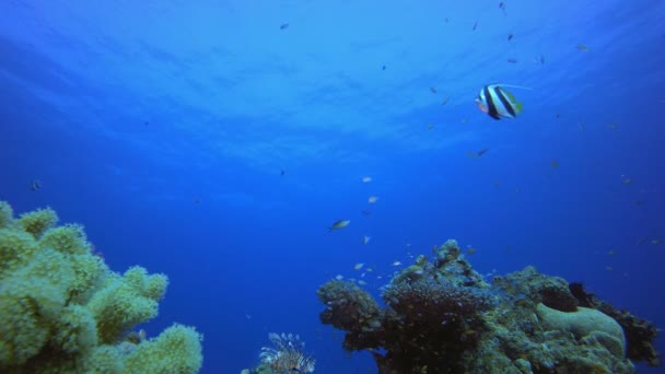 Coral de água azul peixes de recife — Vídeo de Stock