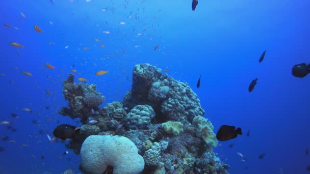 Pescado de arrecife de coral azul — Vídeo de stock