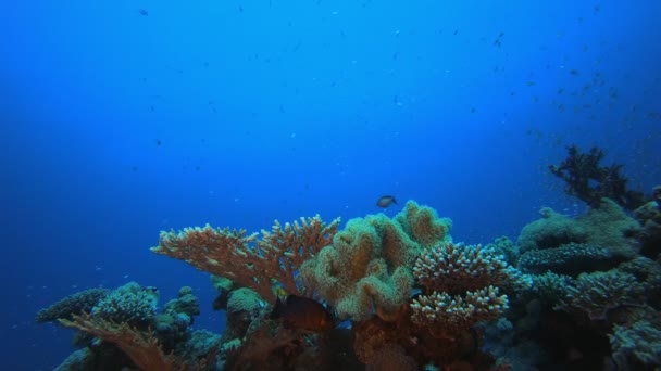 Poisson de récif corallien d'eau bleue — Video