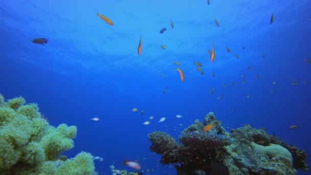 Peces coloridos de agua de mar azul — Vídeo de stock