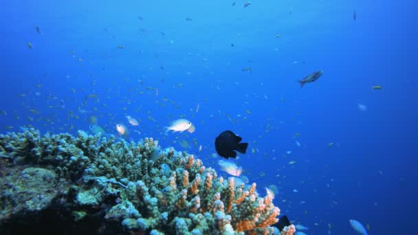 Poisson bleu-vert et récif corallien de mer — Video