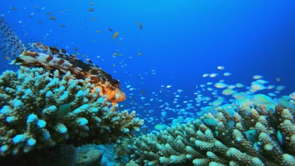 蓝水珊瑚礁狮子鱼 — 图库视频影像