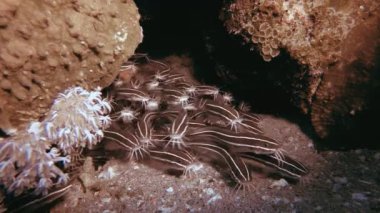 Yayın Balığı Okulu