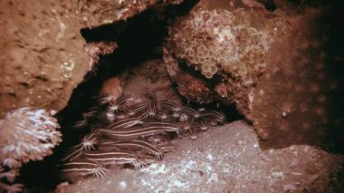 Yayınbalığı Okulu Tropik Resifi