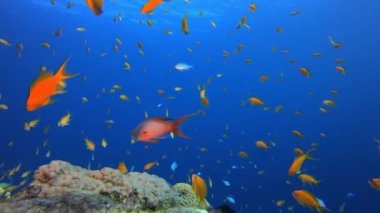 Renkli Tropikal Balık ve Mercanlar