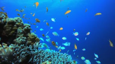 Renkli Balık ve Mavi-Yeşil