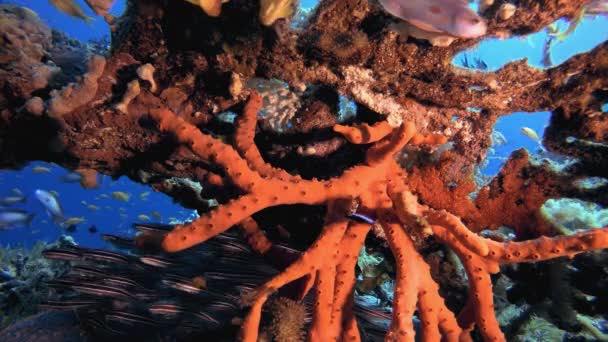 Catfish Schooling and Red Sea Sponge — Vídeo de stock