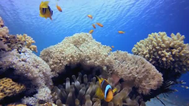 Clownfish and Tropical Soft Coral — стоковое видео