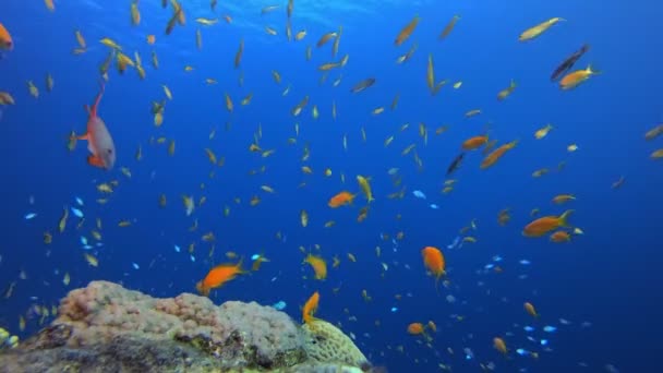 五彩斑斓的热带珊瑚礁 — 图库视频影像