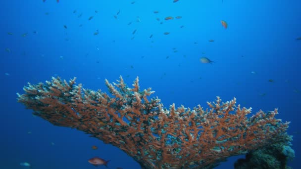 カラフルなサンゴ礁 — ストック動画