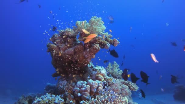 Coloridos peces tropicales y corales — Vídeos de Stock