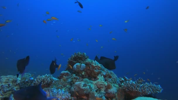 Pesci tropicali colorati Mare — Video Stock