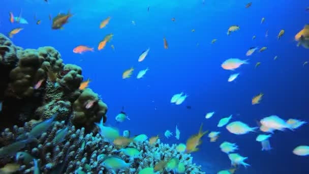Korall trädgård Orange blå grön fisk — Stockvideo