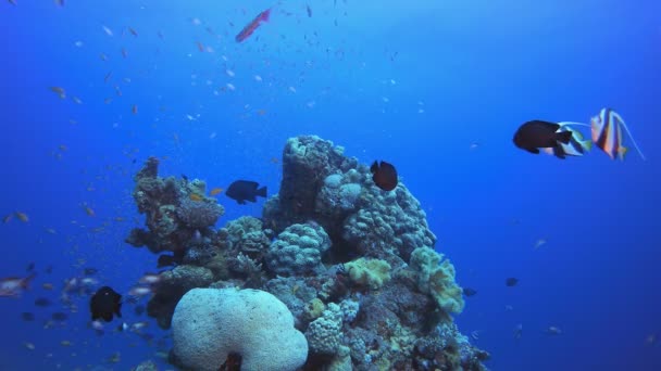 Coral Garden Vida Marina Paisaje marino — Vídeos de Stock