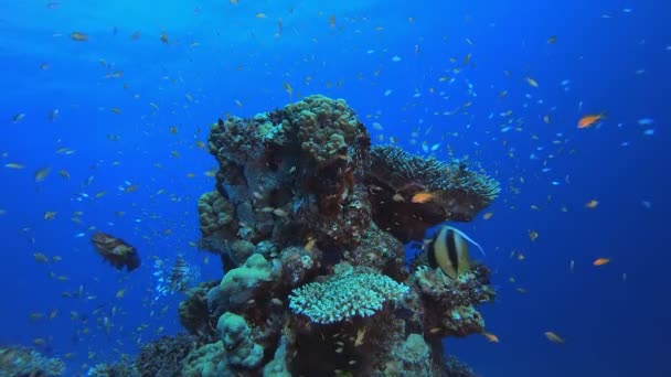 Coral Garden Seascape — Stok Video