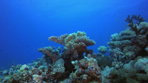 Coral Garden Víz alatti tengerfenék — Stock videók