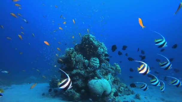 물 속에 있는 산호 정원의 계절 풍경 — 비디오