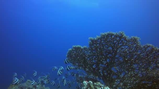 Korall kert víz alatti élénk halakkal — Stock videók