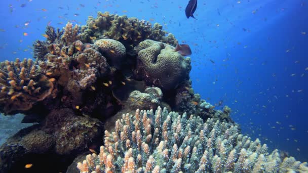 Jardin de corail avec poissons vibrants sous-marins — Video