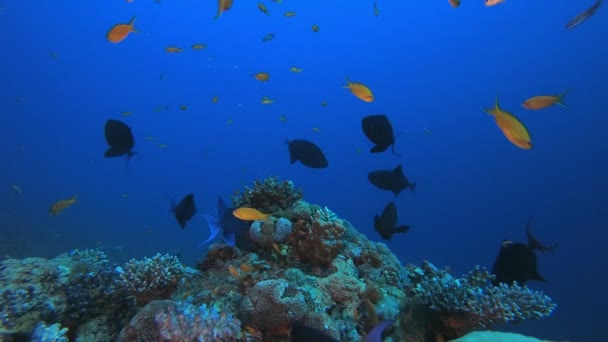 Korallenriff und Fische unter Wasser — Stockvideo