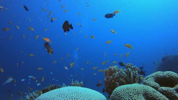 Korálové útesy a ryby pod vodou — Stock video