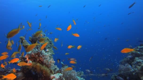 Pescado azul naranja del jardín de coral — Vídeo de stock