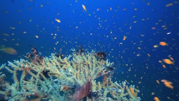 Coral Garden Seascape Lion-fish — Vídeos de Stock