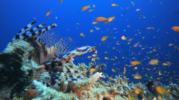 Coral Garden Lion-fish — Stok Video
