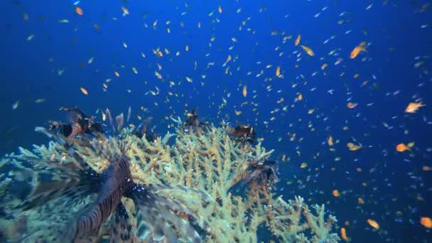 Recife de Coral Vida Marinha Leão-peixe — Vídeo de Stock