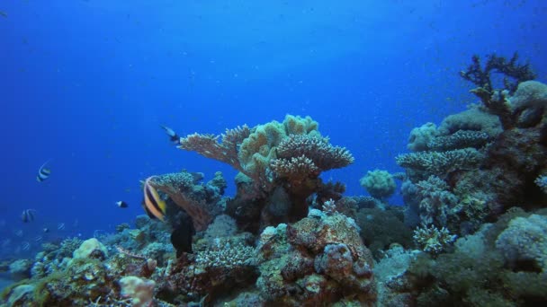 Recifes de Corais Marinhas — Vídeo de Stock