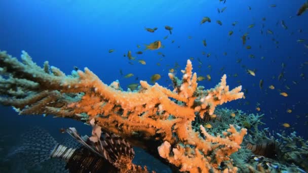 狮子鱼热带海 — 图库视频影像