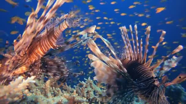 Tropischer Feuerfisch unter Wasser — Stockvideo