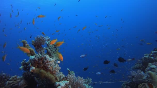 Jardim de Coral Marinho — Vídeo de Stock