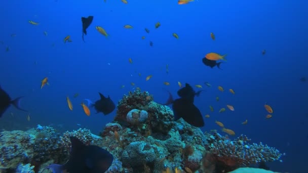 Jardin corallien marin — Video