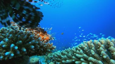 Deniz Mercan Bahçesi Aslan Balığı