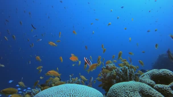 Marine Koraal Tuin Blauw Oranje Vissen — Stockvideo