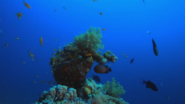 Jardín de coral marino Pescado naranja azul — Vídeo de stock