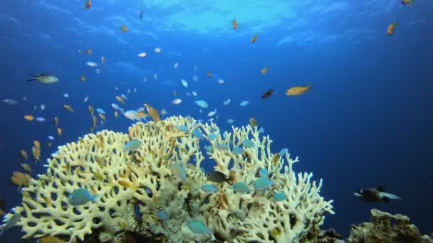Jardín de coral marino Pescado naranja azul — Vídeo de stock