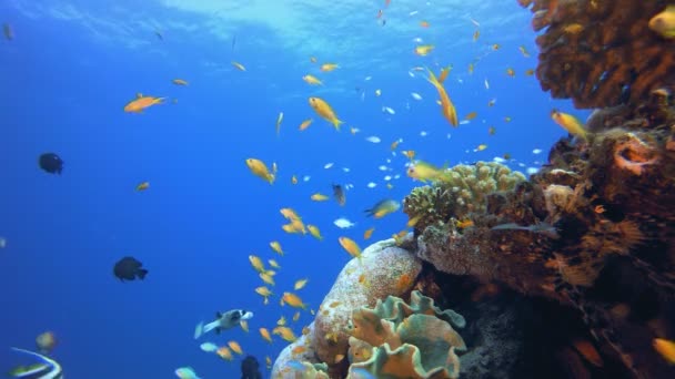 Jardín marino tropical submarino de peces — Vídeo de stock