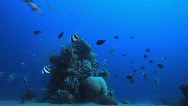 Tengeri Víz alatti Coral Garden — Stock videók