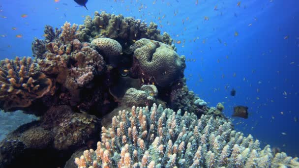 Mariene onderwater tropische vistuin — Stockvideo