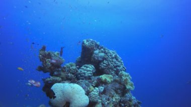 Deniz altı Tropik Balık Bahçesi