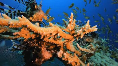 Kızıl Deniz Aslan Balığı