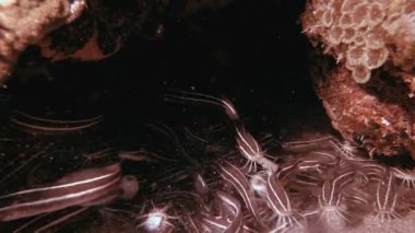 Kızıl Deniz Tropikal Kedi Balığı