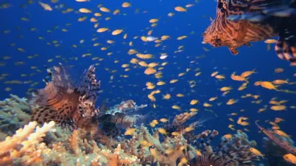 Korall-kerti oroszlánhal — Stock videók